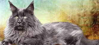 maine coon kater der katzenzucht maine coon castle bei dresden
