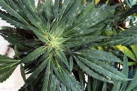 Powdery mildew is a fungus that appears on the leaves of plants. 6 Ways To Cure Powdery Mildew On Cannabis Organically Mold Resistant Strains