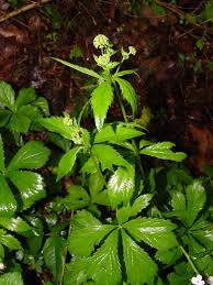 Image result for Sanicula elata