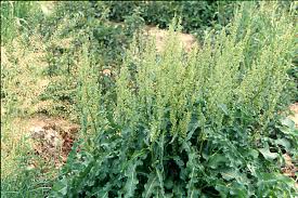 Image result for Rumex crispus