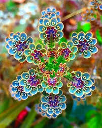 Flowering Kalanchoe In Holualoa Hawaii Kalanchoe Was One Of The First Plants To Be Sent Into Space Sent On A Resupply Planting Succulents Succulents Plants