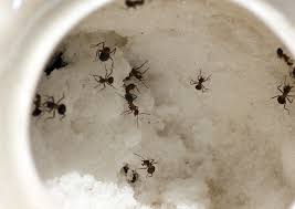 sugar ants in seattle 4 things you