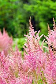 Add a lasting touch of colour to your loved one's home. 45 Best Summer Flowers Beautiful Flowers That Bloom All Summer