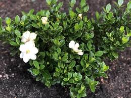 Enrich the soil with yates dynamic lifter soil improver & plant fertiliser. Gardenias Plant Care And Collection Of Varieties Garden Org