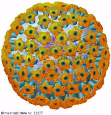 Ebv is found all over the world. Epstein Barr Virus Doccheck