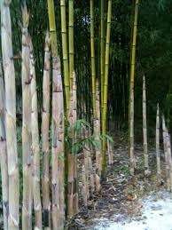 This is a better choice for the you can grow clumping bamboo in pots, or in the ground as a great backdrop to your garden. 7 Best Growing Bamboo Ideas Growing Bamboo Bamboo Bamboo Plants