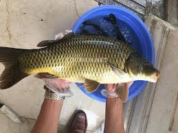 Hình xăm cá chép được chọn làm hình xăm kết hợp với hình ảnh hoa anh đào, hoa mẫu đơn…để đem lại điềm may mắn cho người sở hữu hình xăm đó không cần phải bàn cãi nhiều về mức độ thẩm mỹ cũng như tình yêu mà các tín đồ xăm hình dành cho hình xăm cá chép. Ca Chep Gion
