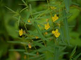 Image result for Chamaecrista mimosoides