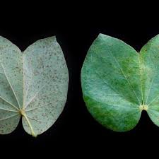 Image result for Agelanthus songeensis