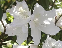 The basics this beautiful upright evergreen foliage has a crisp white flower that blooms up to 3 inches during the spring. Azalea Plants Bushes For Sale Georgia Kinsey Family Farm