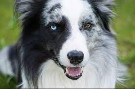 Two Colored Eyes Odd Or Beautiful Different Colored Eyes Two Colored Eyes Blue Merle Sheltie