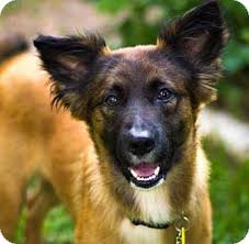Please share your german shepherd puppy stories with us. Austin Tx German Shepherd Dog Meet Shane A Pet For Adoption