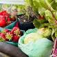 Farmers Market Tour - East Vancouver