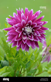 Image result for Dahlia sp. (cultivar)
