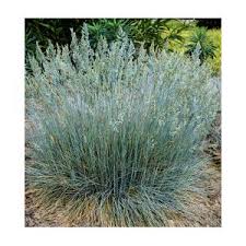 Image result for Festuca caprina