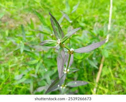 Image result for Spermacoce deserti