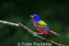 Image result for Passerina montana