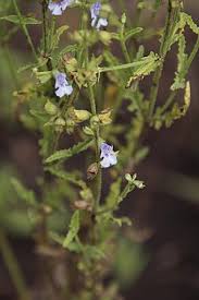 Image result for Heteromorpha stenophylla