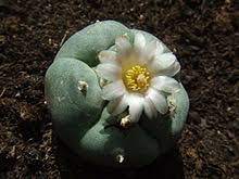 However, federal and state religious freedom restoration acts allow its use in religious ceremonies. Peyote Wikipedia