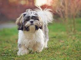 shih tzu rasseportrait im hunde magazin zooroyal magazin