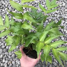 Image result for Cyrtomium