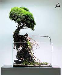 ancient tree nano aquarium size 40x25x25 cm follow our instagram account aquascaperorg facebook http facebook com aquascaper 淡水魚のアクアリウム 水草 アクアリウムのデザイン
