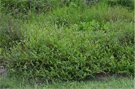 Image result for Persicaria strigosa