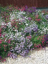 Image result for lobelia combine composition