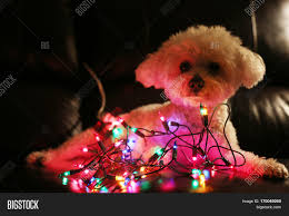 Outdoor indoor christmas inflatable led lighted german shepherd dog blow up holiday yard decoration. Dog Christmas Lights Image Photo Free Trial Bigstock