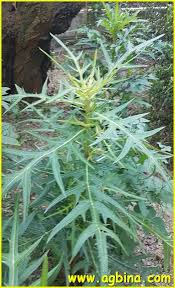 Image result for Cirsium  buchwaldii
