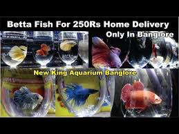 Betta Fish For Home Delivery In Bangalore Only Youtube