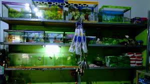 Atau ingin tahu model aquarium air tawar dan cara menghias aquarium murah? Kanzu Aquarium Aneka Ikan Hias Toko Ikan Tropis