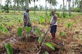 Commonly known as sweet yam or lesser yam, ufi lei is a short type of yam that is typically planted during the third traditional planting of yams called the tokamui planting season, which starts in october and lasts till december. Hunger Campaign Kumara And Giant Yams Sustaining Life And Livelihoods In Tonga