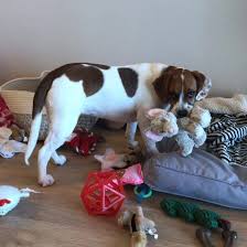 He is very affectionate and friendly towards children. What Is A Boggle Dog A Look Into The Boxer Beagle Mix K9 Web