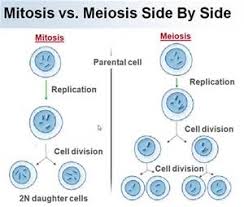 Begin with a single cell and watch as mitosis and cell division occurs. Cell Cycle