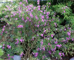 Image result for Indigofera brevicalyx