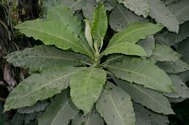 Image result for Vernonia hochstetteri