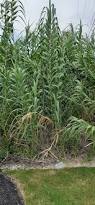 Image result for Arundo donax