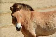 30 Facts About The Mongolian Horse (a.k.a Przewalski's Horse or Takhi)