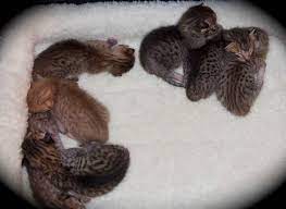 Savannah Kitten 2 Weeks Old 8 4 12 Savannah Kitten Cat Breeder Savannah Chat