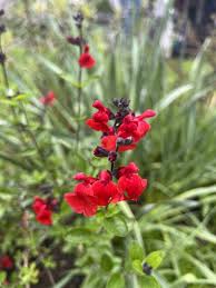 Image result for Sebaea microphylla