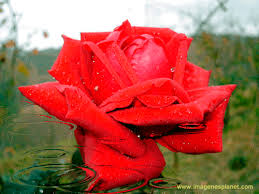 Los seres humanos han comenzado a cultivar rosas desde el año 500 a. Rosas Animadas Mas Bonitas Del Mundo