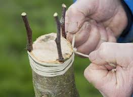 Comment Greffer Un Arbre Fruitier En Couronne Pas A Pas Arbre Fruitier Fruitier Porte Greffe