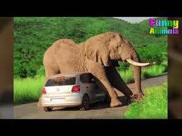 Download Social Video Instantly Funny Animal Videos Funny Animals Funny Elephant