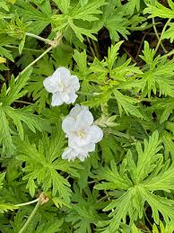 Geranium pratense 'Laura' at Digging Dog Nursery
