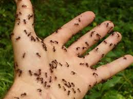 Many ants eat the sweet fluid called 'honeydew' excreted by aphids. 30 Easy Diy Ways To Get Rid Of Ants In The Home And Garden Fast Dengarden