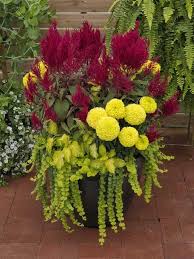 Container Mix With Celosia Dragons Breath Sakata Ornamentals Jpg 720 960 Pixels Fall Container Gardens Container Flowers Container Gardening Flowers