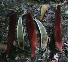 Image result for Bussea xylocarpa