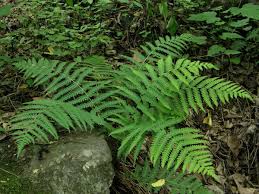 Image result for Deparia