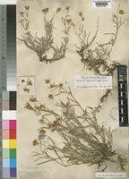 Image result for Hirpicium